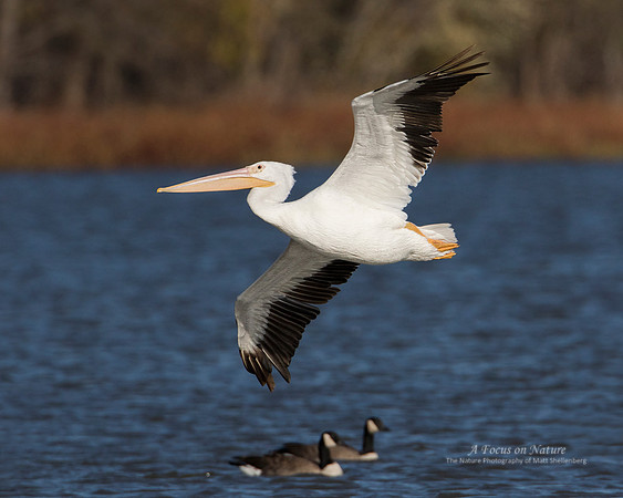 AMERICAN WHITE PELICAN
