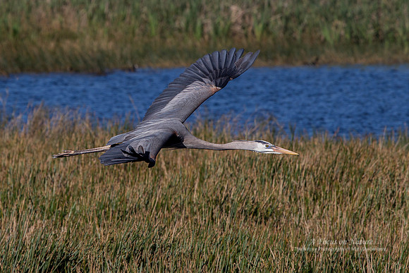 Great Blue Heron