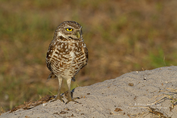 Burrowing Owl