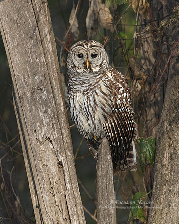 Barred Owl