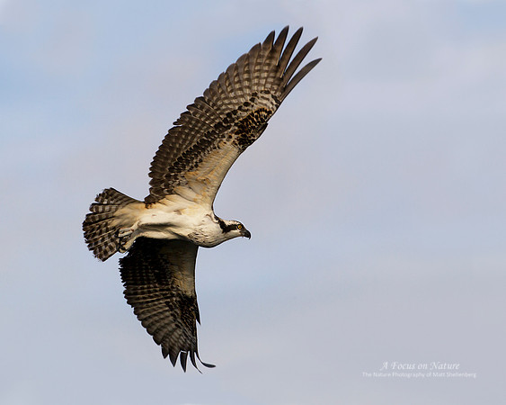 Osprey