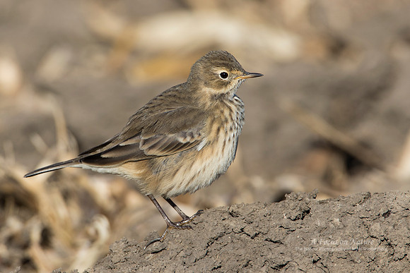 American Pipit