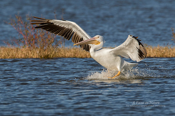 AMERICAN WHITE PELICAN