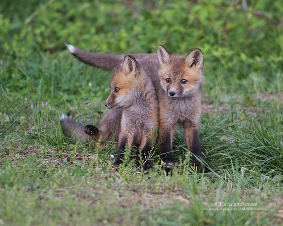 Red Fox Kits