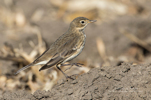 American Pipit